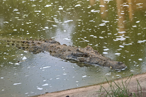 The Nile crocodile (Crocodylus niloticus) is a large crocodilian native to freshwater habitats in Africa, where it is present in 26 countries. It is widely distributed in sub-Saharan Africa, occurring mostly in the eastern, southern, and central regions of the continent, and lives in different types of aquatic environments such as lakes, rivers, swamps, and marshlands. In West Africa, it occurs along with two other crocodilians. Although capable of living in saline environments, this species is rarely found in saltwater, but occasionally inhabits deltas and brackish lakes. The range of this species once stretched northward throughout the Nile, as far north as the Nile Delta. Generally, the adult male Nile crocodile is between 3.5 and 5 m (11 ft 6 in and 16 ft 5 in) in length and weighs 225 to 750 kg (500 to 1,650 lb). However, specimens exceeding 6.1 m (20 ft) in length and 1,000 kg (2,200 lb) in weight have been recorded. It is the largest freshwater predator in Africa, and may be considered the second-largest extant reptile in the world, after the saltwater crocodile (Crocodylus porosus). Size is sexually dimorphic, with females usually about 30% smaller than males. The crocodile has thick, scaly, heavily armoured skin.