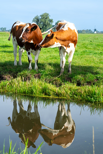 two white and brown cows stand next to each other in the meadow on the side of a ditch. Beautiful Dutch landscape