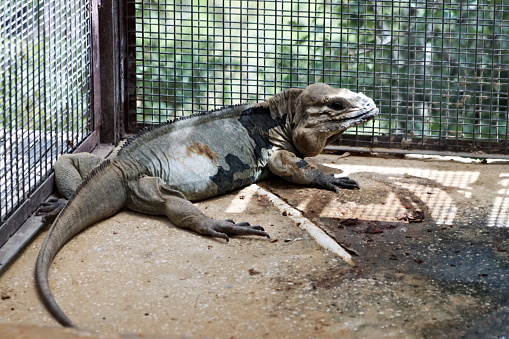 The rhinoceros iguana (Cyclura cornuta) is an endangered species of iguana that is endemic to the Caribbean island of Hispaniola (shared by Haiti and the Dominican Republic) and its surrounding islands. A large lizard, they vary in length from 60 to 136 centimetres (24 to 54 in), and skin colours range from a steely grey to a dark green and even brown. Their name derives from the bony-plated pseudo-horn or outgrowth which resembles the horn of a rhinoceros on the iguana's snout. It is known to coexist with the Ricord's iguana (C. ricordii); the two species are the only taxa of rock iguana to do so.