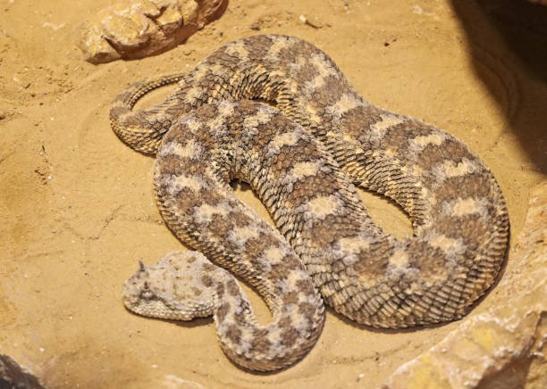 istock The desert horned viper (Cerastes cerastes) 1698424160