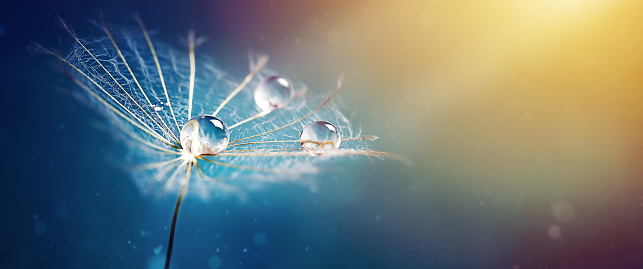 one large umbrella made of dandelions with water drops on a fabulous background. Place for text