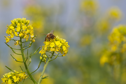 bee collects pollen on rapeseed flower