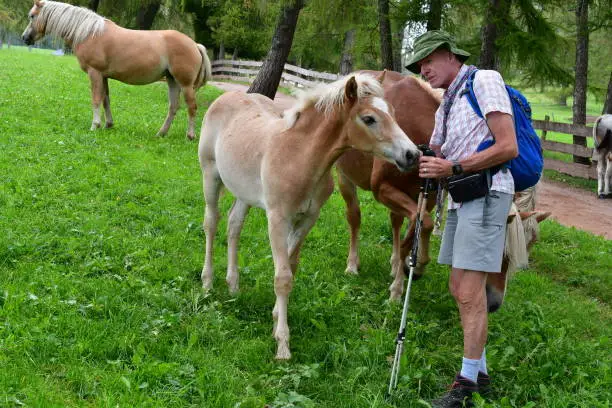 Mann auf einer Weide streichelt Haflinger Pferde in Südtirol