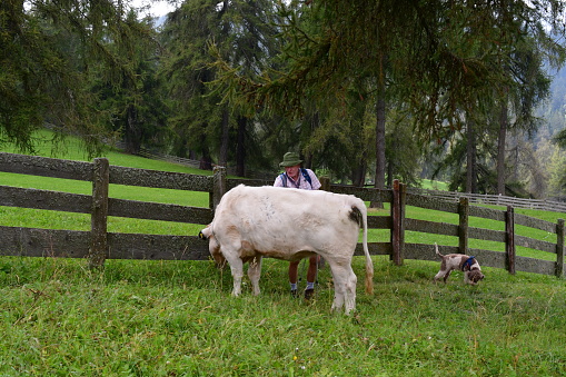 Ein Mann und sein Lagotto Romagnolo Hund auf einer Viehweide in Südtirol. Der Mann streichelt eine Kuh