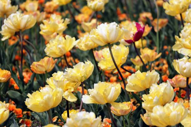 istock Beautiful tulips in japan 1698431364