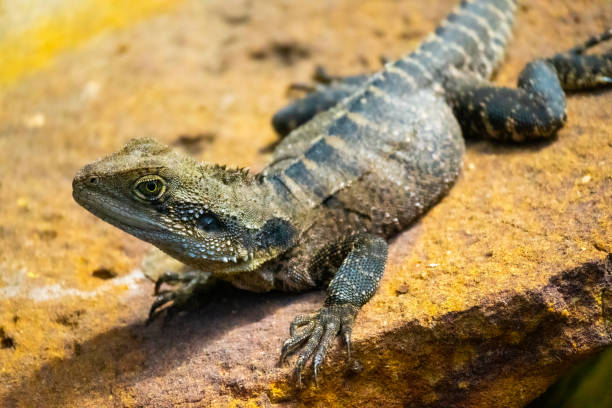 istock Female water dragon on a rock 1698443657