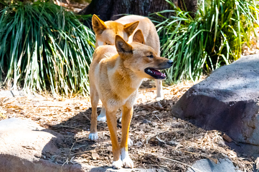 Dingoes, Canis lupus dingo
