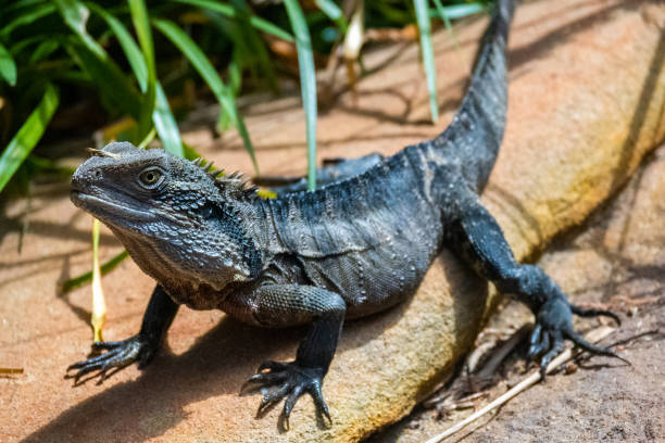 istock Male water dragon on a rock 1698444245