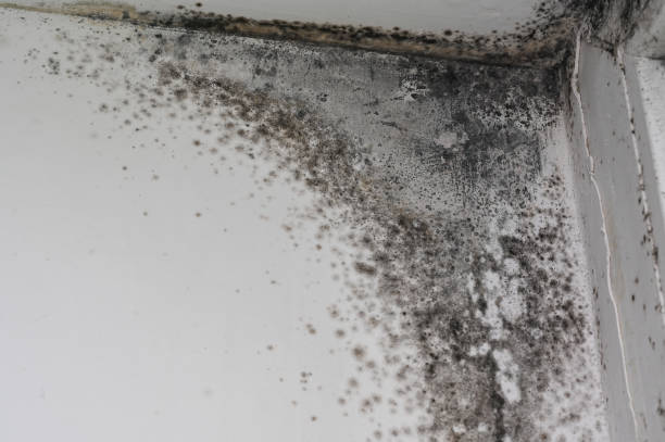 istock Mold in the corner of the window. 1698449215