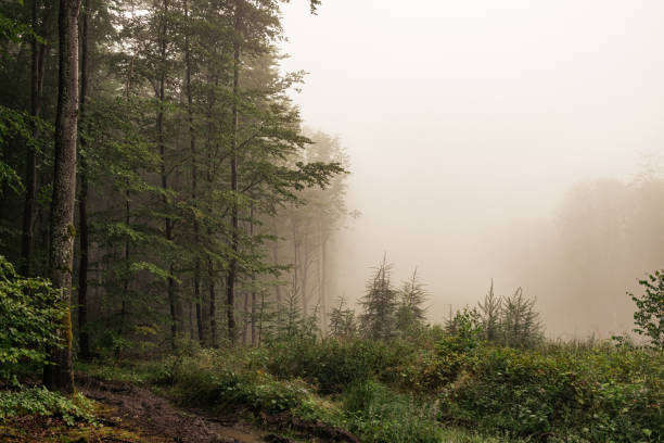Beautiful autumn forest. Abandoned wilderness