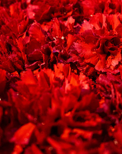istock Blanket of red carnation flowers 1698452700