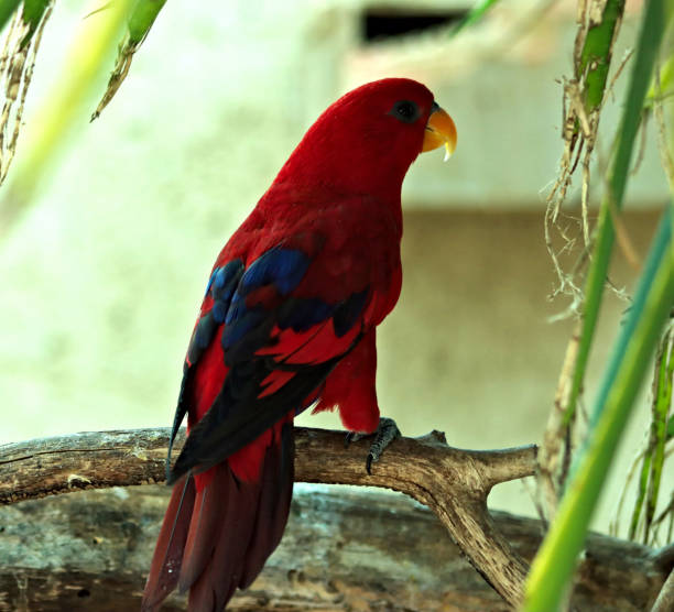 What Color Lory 140+ Red Lory Photos Stock Photos, Pictures & Royalty-Free Images - iStock
