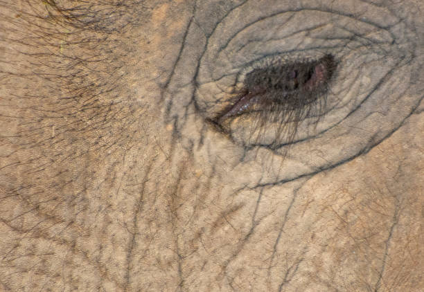 Elephant, Animal, Animal head, Animal skin, Asian elephant