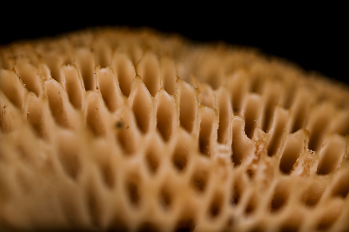 Funghi underside pores texture. Extreme close up. Mushroom macro. Natural background. Forest micro life.