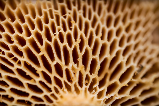 Funghi underside pores texture. Extreme close up. Mushroom macro. Natural background. Forest micro life.