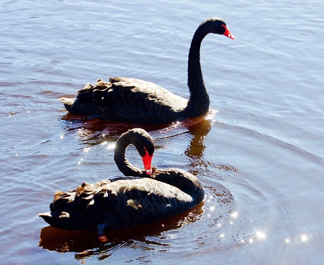 black swan pair swims together on a lake