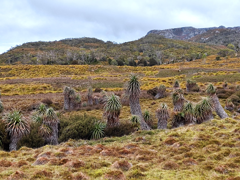 Scenic landscape view of the wild bush land and pandanis at the Overland Track, traversing Cradle Mountain-Lake St Clair National Park, within the Tasmanian Wilderness World Heritage Area. Officially the track runs for 65 kilometres from Cradle Mountain to Lake St Clair.