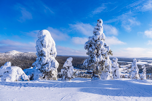 Landscape with snow in wintertime in Ruka, Finland.