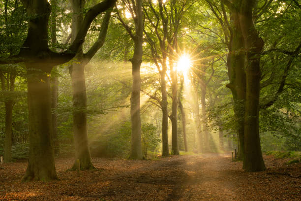 istock sunbeams through the trees on a forest path during sunrise in the Cape Forests on the Utrechtse Heuvelrug near the village of Doorn in the province of Utrecht, Netherlands 1698484630