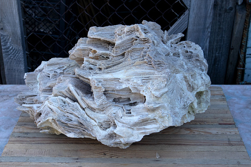 Ancient old petrified wood, excavation, minerals, as nice background close up front view Narrow focus line, shallow depth of field macro