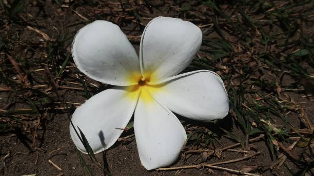 istock white and yellow frangipani 1698492996