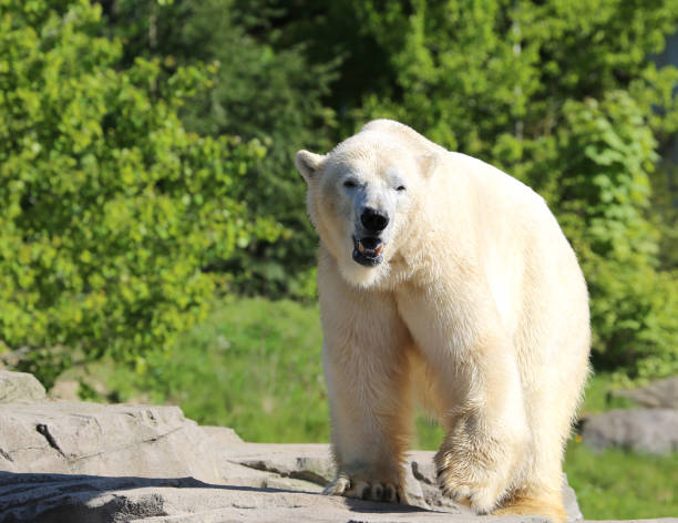 istock Polar Bear outside the Water and walking by the Trees 1698494130