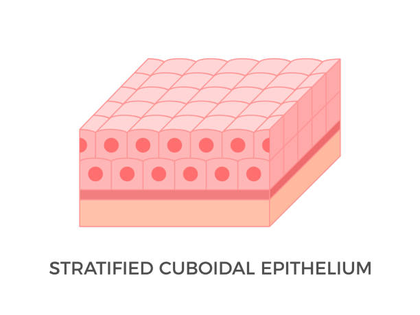 Stratified cuboidal epithelium. Epithelial tissue types. Multiple layers of cube-like cells. Occurs in the excretory ducts of sweat glands and salivary glands. Medical illustration. Vector. stratified stock illustrations
