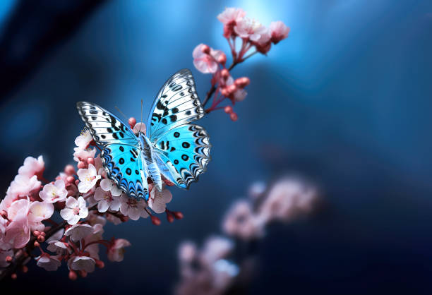 istock Branch of flowering cherry tree with butterfly on blue spring background. . 1698507981