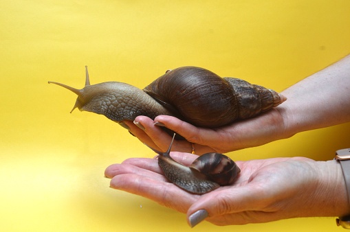 Small Brown Garden Snail