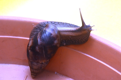 large African snail Achatina