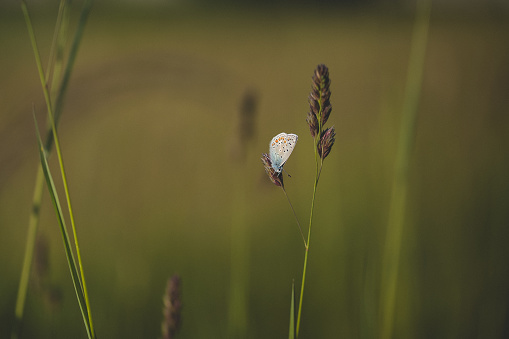 Colorful butterfly sitting on a blade of grass with blurred background