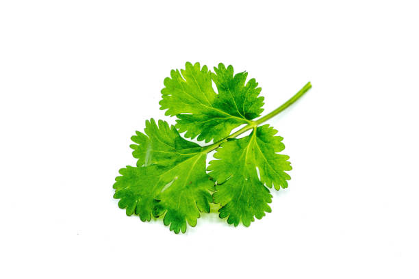 fotografii de stoc, fotografii și imagini scutite de redevențe cu coriandru izolat pe fond alb - coriander seed