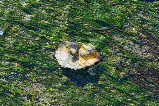 Oyster Shell in Seagrass (Zostera noltii),North Sea,Wattenmeer National Park,Germany