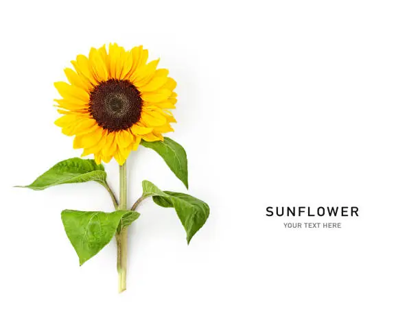 Yellow sunflower flower with stem and leaves isolated on white background. Flowers in summer garden. Creative layout. Design element. Top view, flat lay