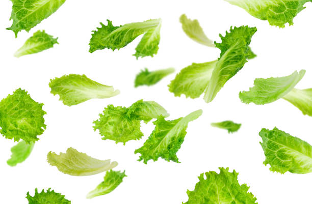 istock Levitation of green lettuce leaves 1698516478