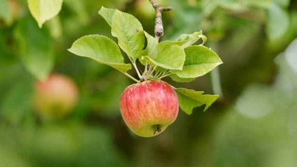 Red ripe apple on the branch