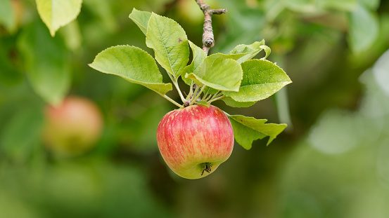 ripe and juicy apples on a tree in the garden