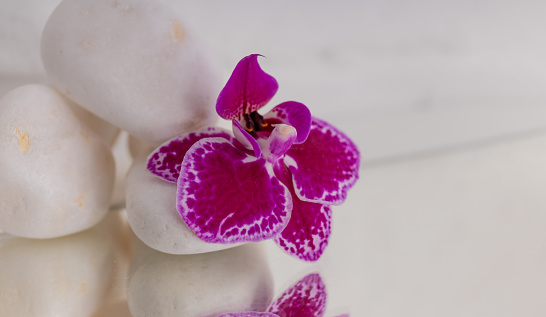 An orchid flower lies on white stones. Reflection of an orchid flower. Beauty salon concept.