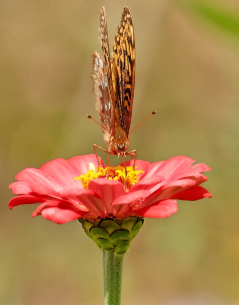istock Great Spangled Fritillary Butterfly 1698526625