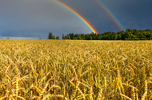 Beardless or unbearded wheat is popular among grazers and wheat hay producers as food for agricultural animals