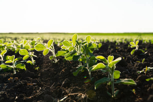 istock Small soybean plants. Soy sprouts grow on an organic field 1698555613