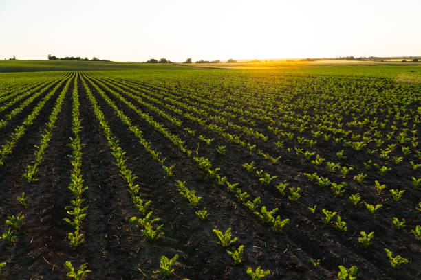 istock Small corn plants. Corn sprouts grow on an organic field 1698555614