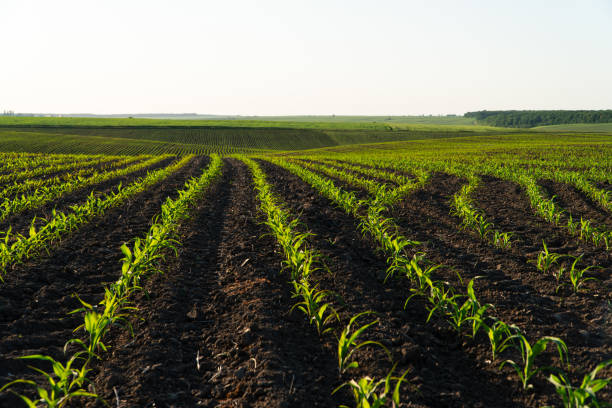 istock A field with small corn plants. Beautiful organic corn field 1698555617