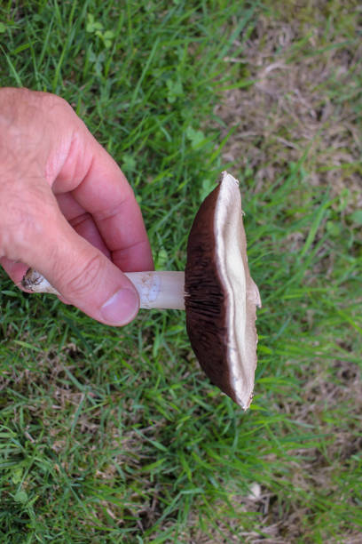 picking a mushroom in the grass of my garden