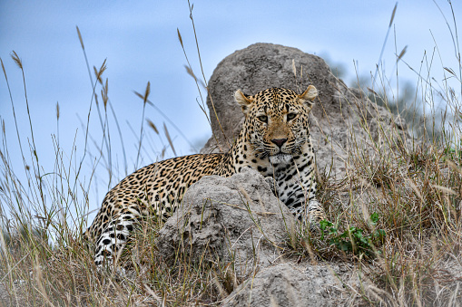 Lepard  lying on e rock hill