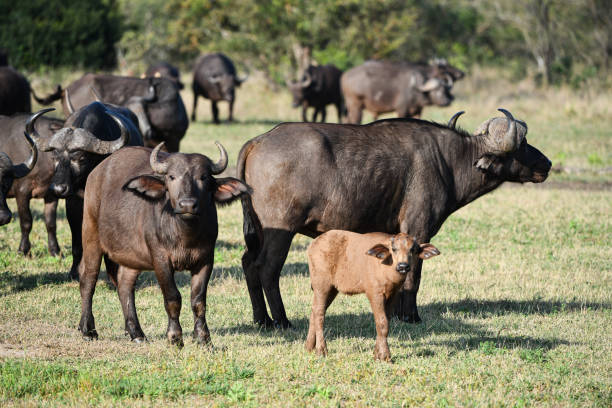 famille buffalo avec un jeune - african buffalo photos et images de collection