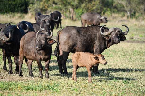 famille buffalo avec un jeune - african buffalo photos et images de collection