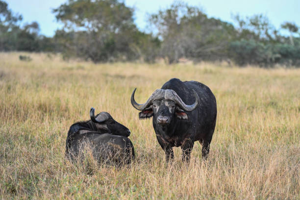 バッファローのカップル、1人は堕落、1人は横になっている - african buffalo ストックフォトと画像