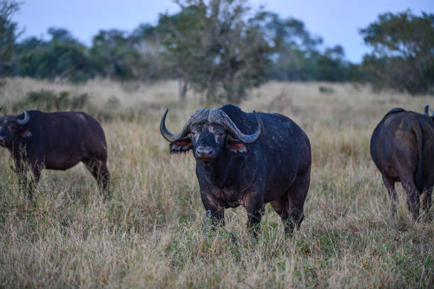 Buffalo couple, one stnading, one lying down