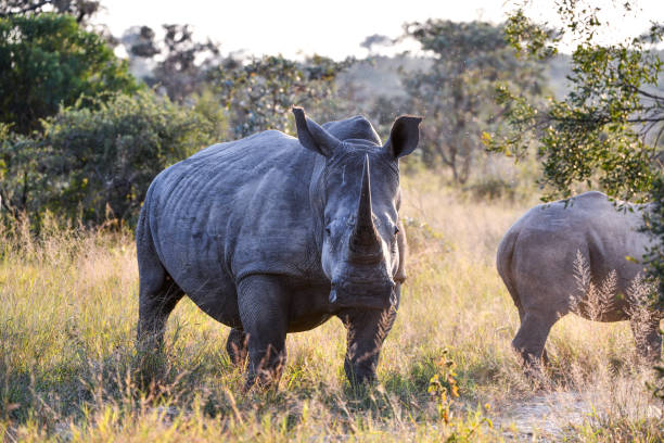 istock Rhino showing his majestic horns 1698569141